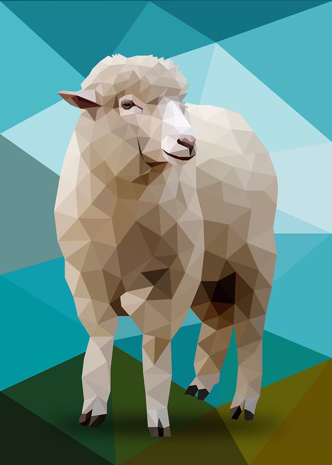 Sheep