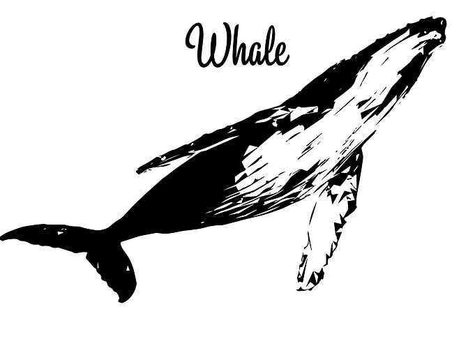 Whale