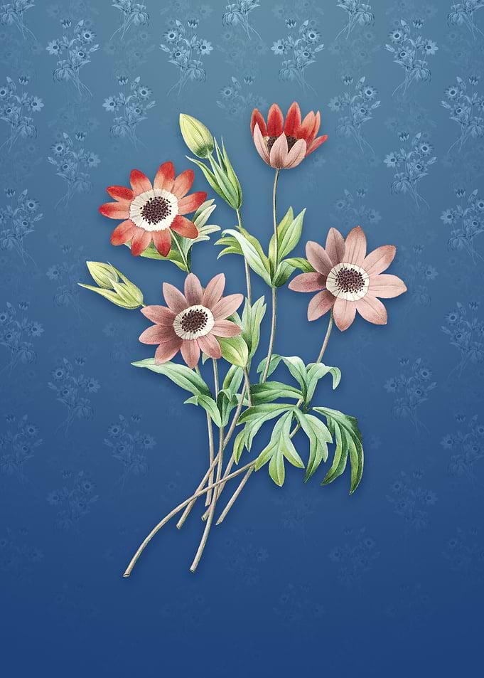 Vintage Broad Leaf Anemone