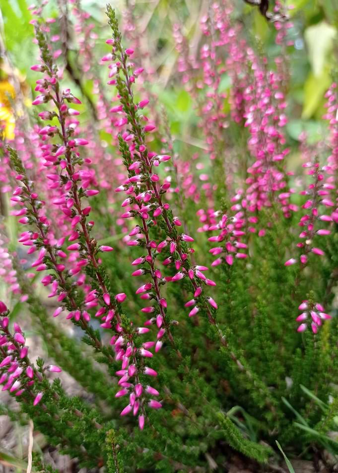 Heather