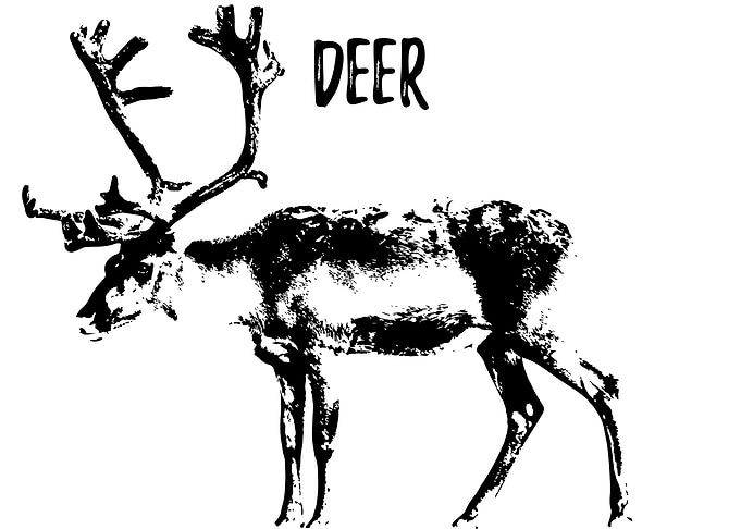 Deer