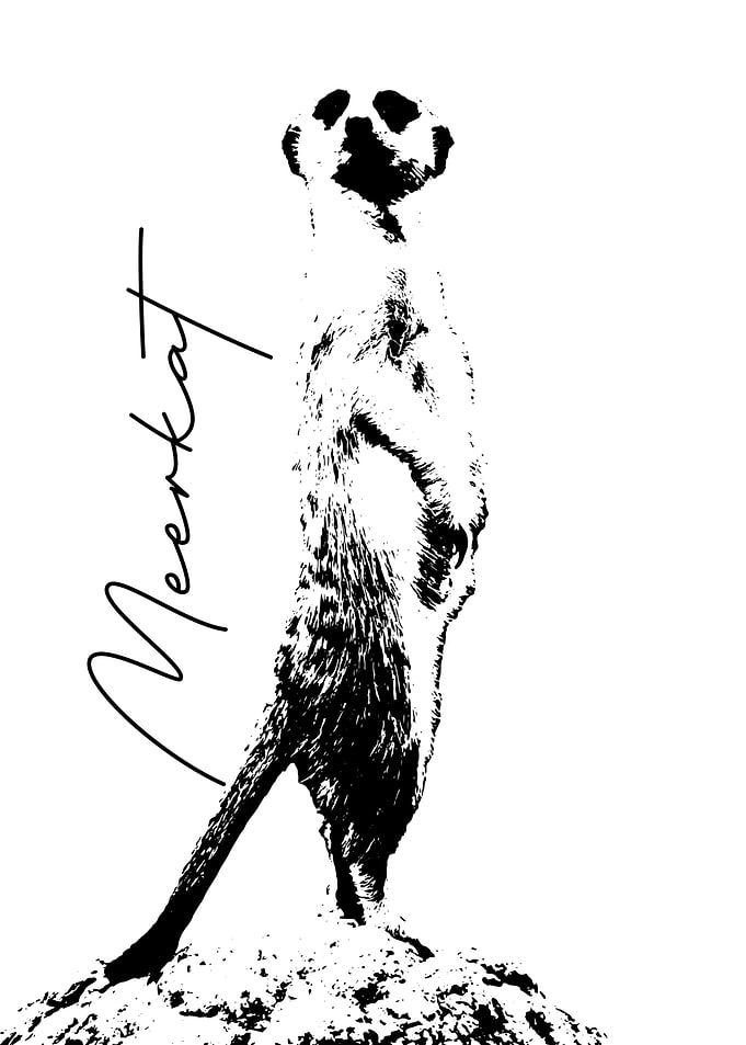 Meerkat