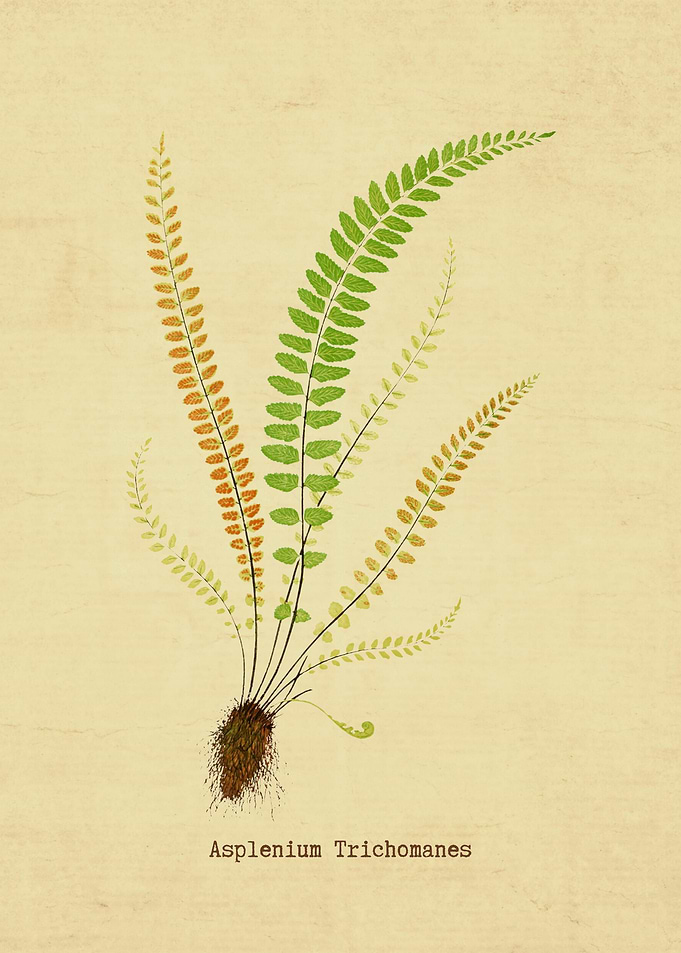 Asplenium Trichomanes