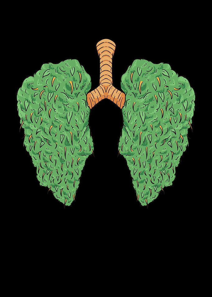 Cannabis
