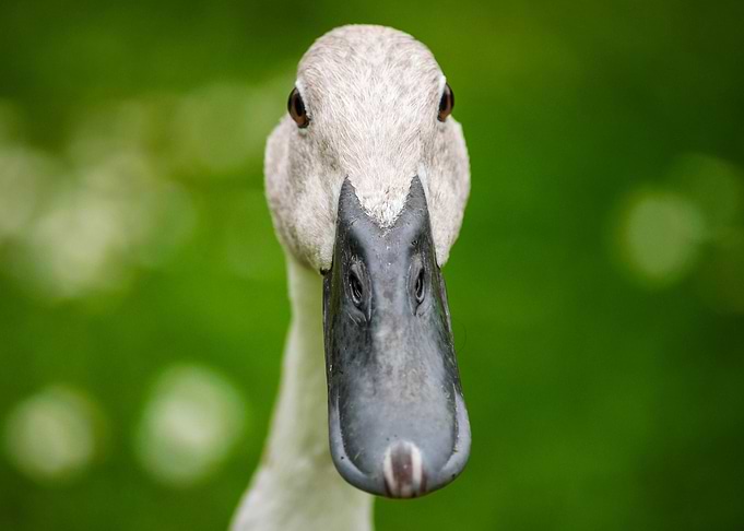Ducks Beak