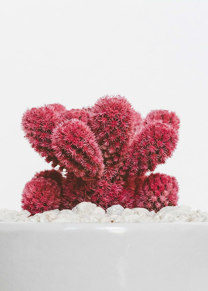 plant garden cactus