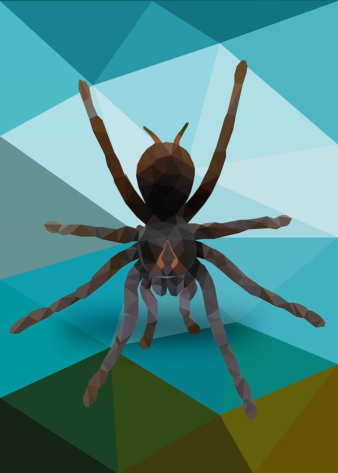 Spider