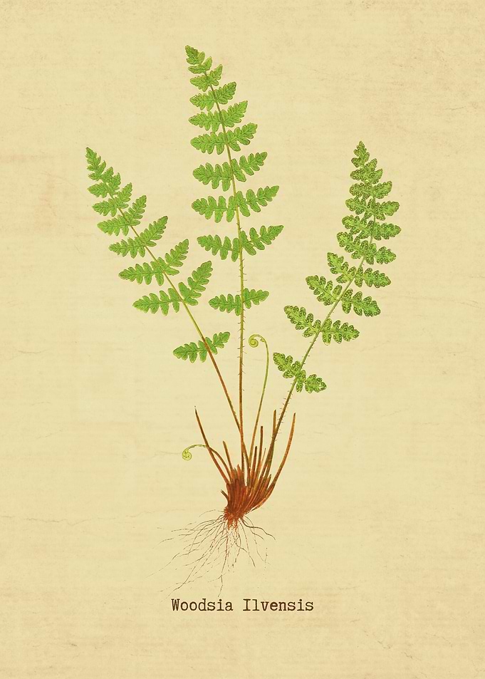 Woodsia Ilvensis
