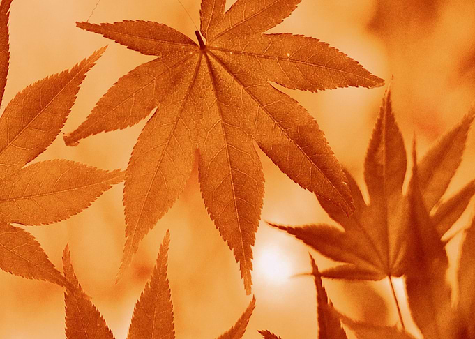 autumn leaves 12