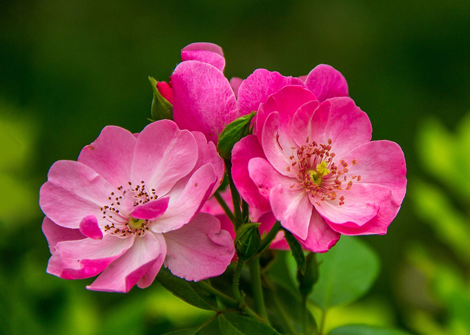 pink flower 3