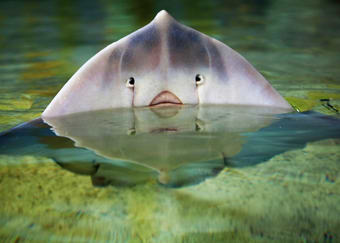 Above the surface