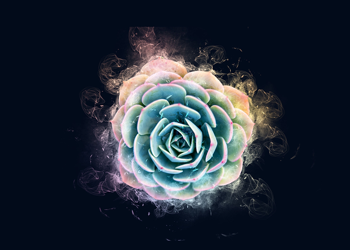 succulent plant