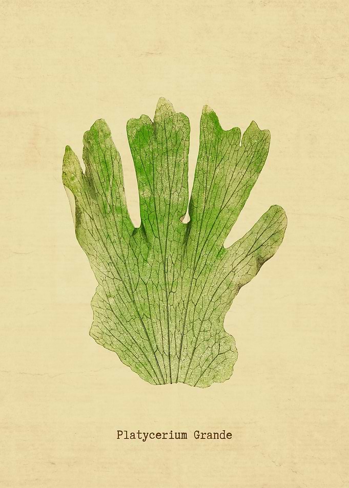 Platycerium Grande