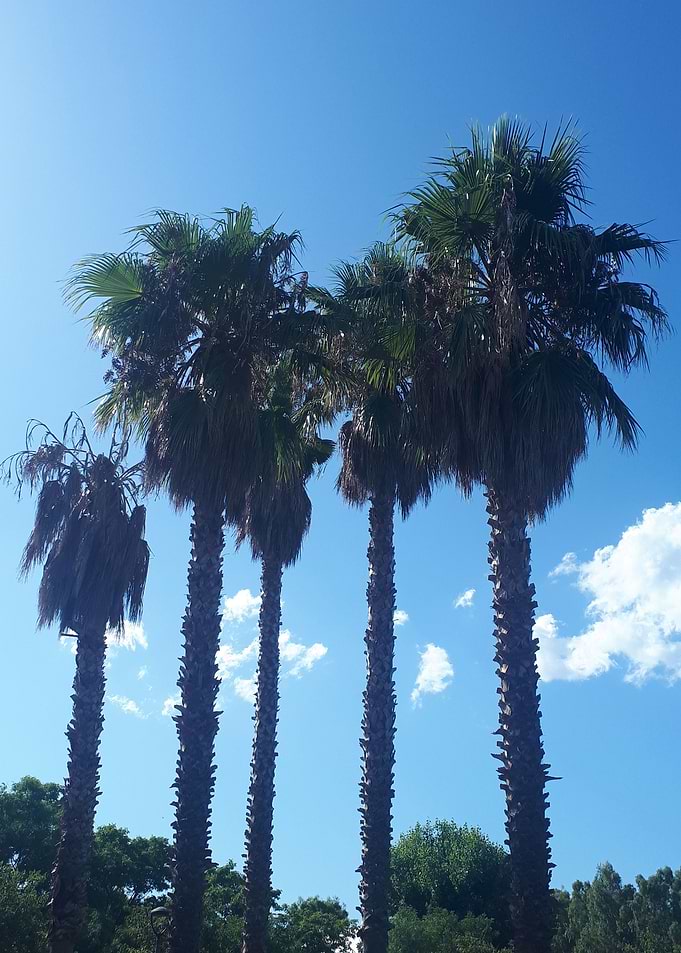 Palm Beach Sea Relax Italy