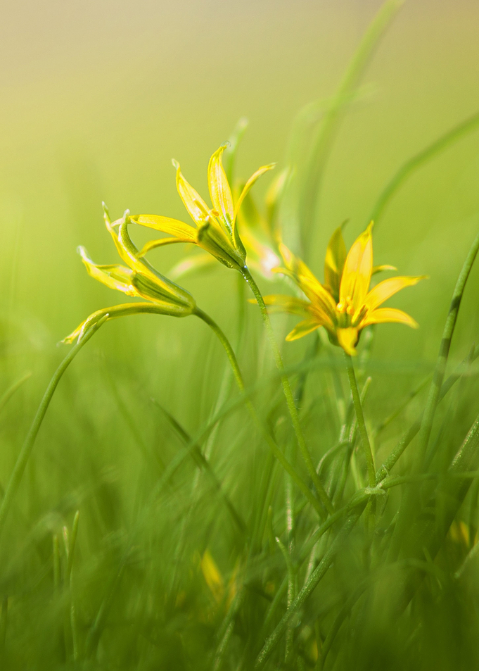 yellow flower