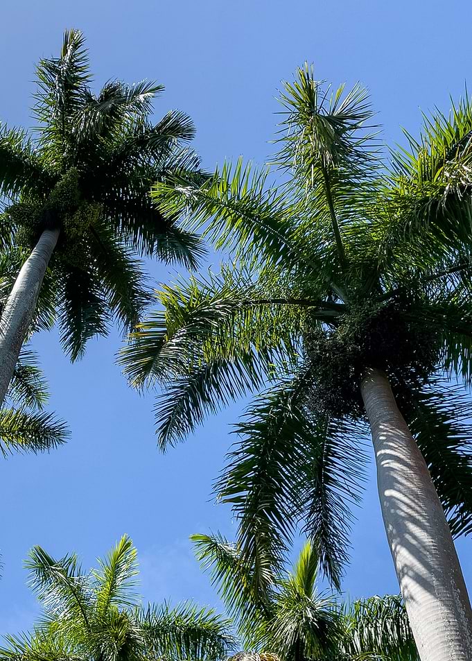 palm tree