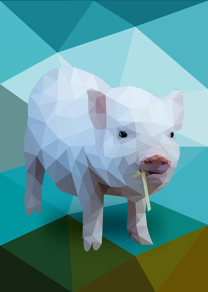 Pig
