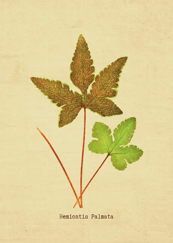 Hemiontis Palmata