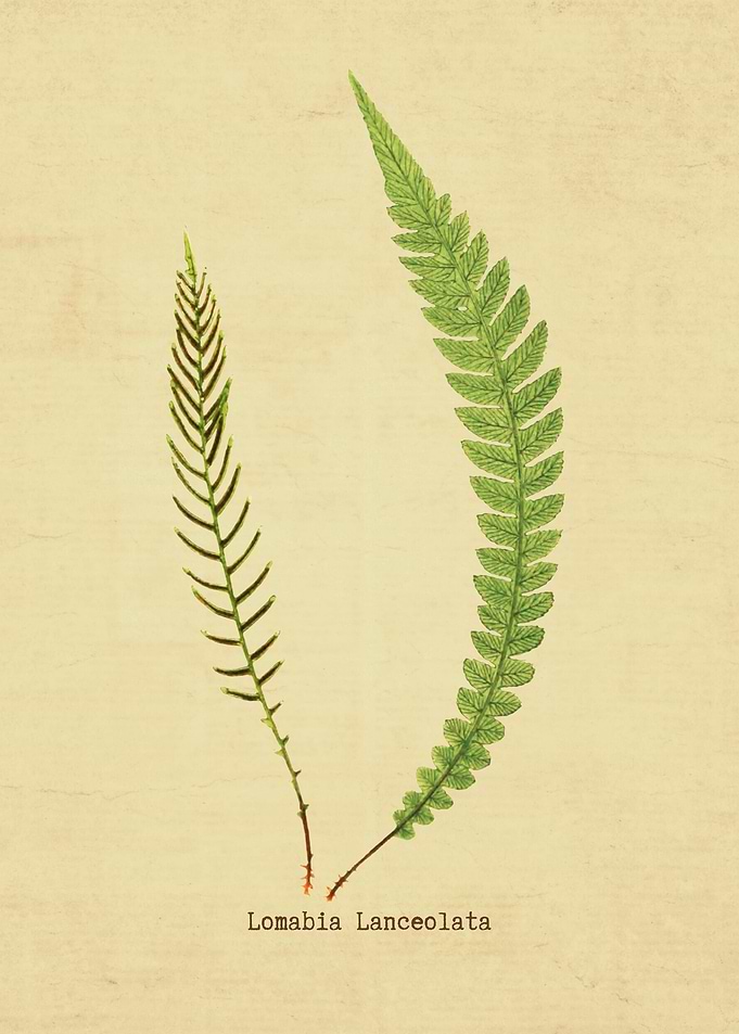 Lomabia Lanceolata