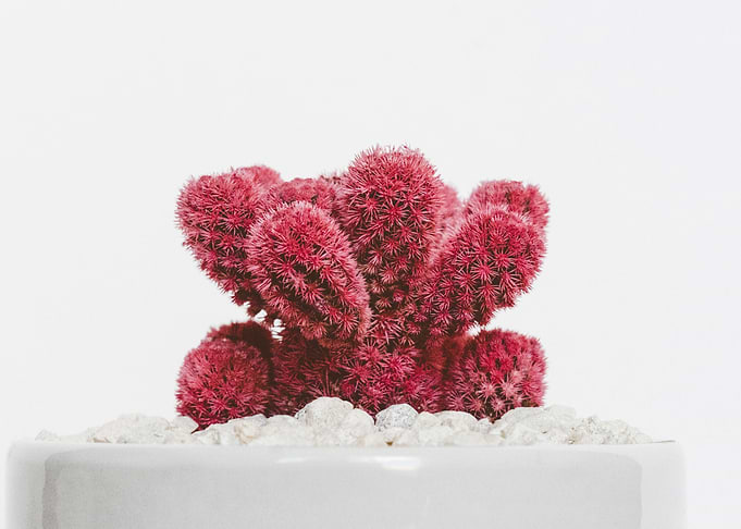 plant garden cactus