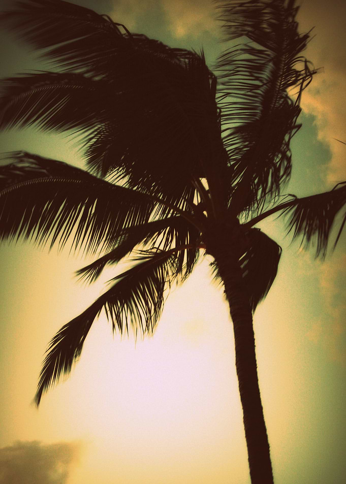 palm tree
