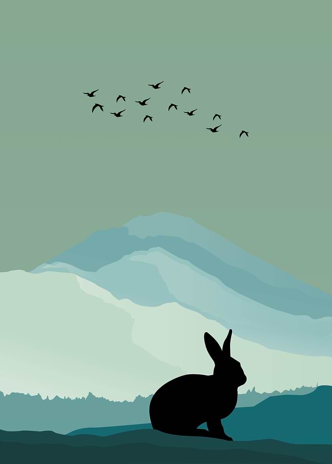 Rabbit Animal
