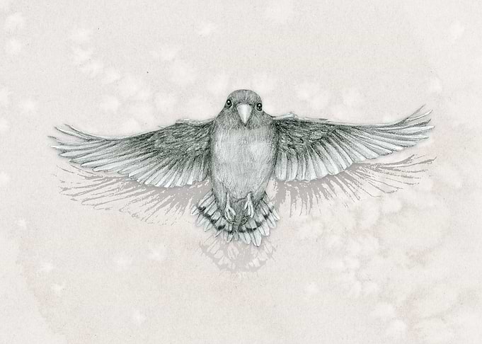 Flying parrot