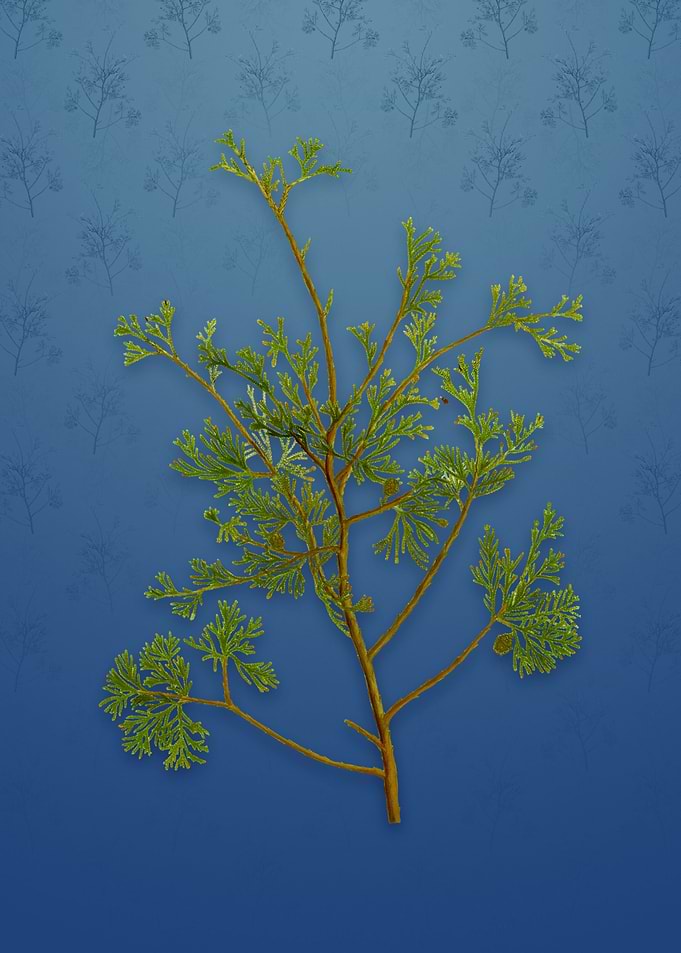Atlantic White Cypress