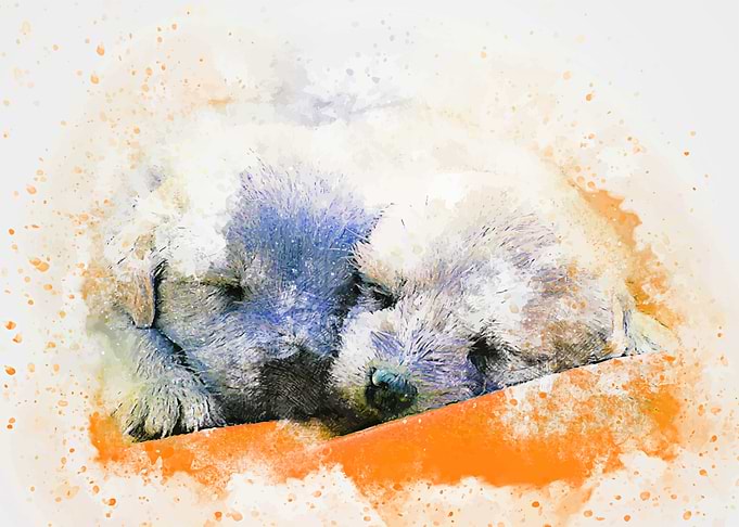Cute animal