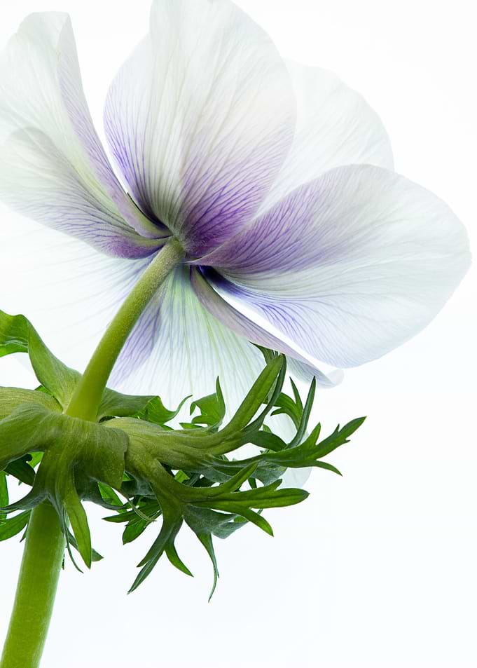 one flower
