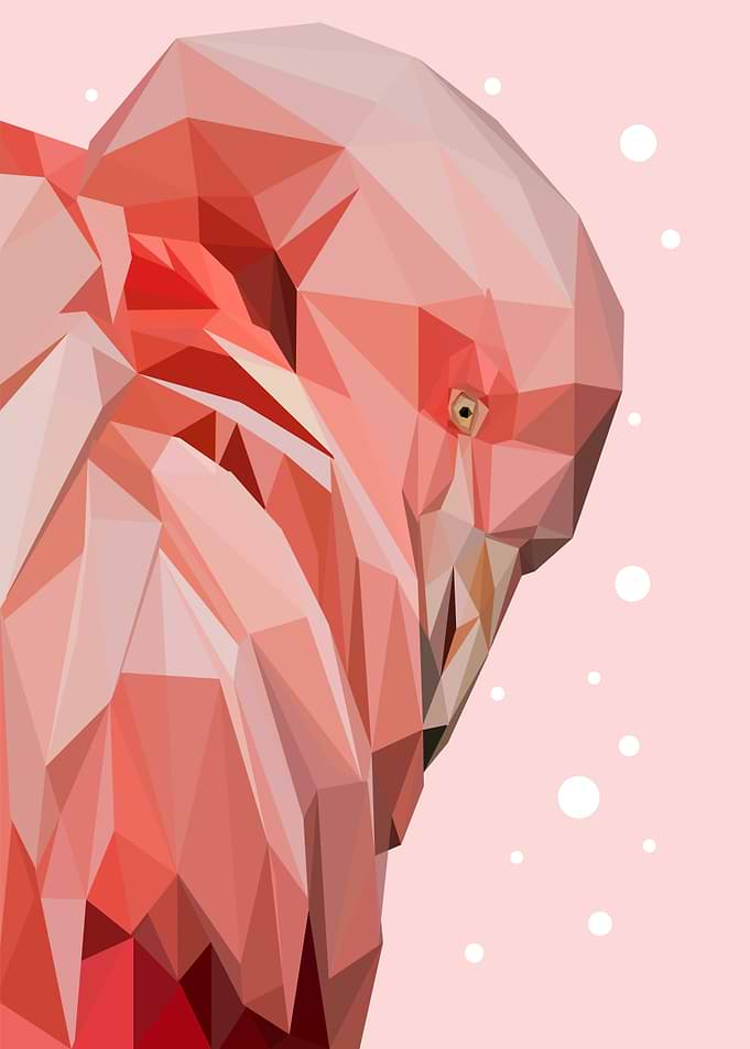 geometric animal Flamengos
