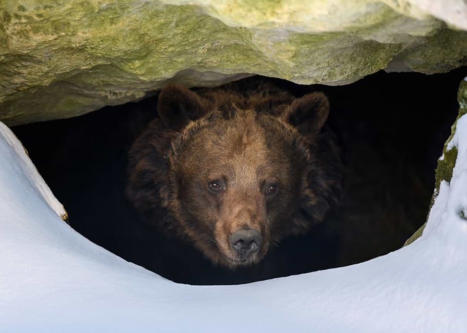 Brown bear in den