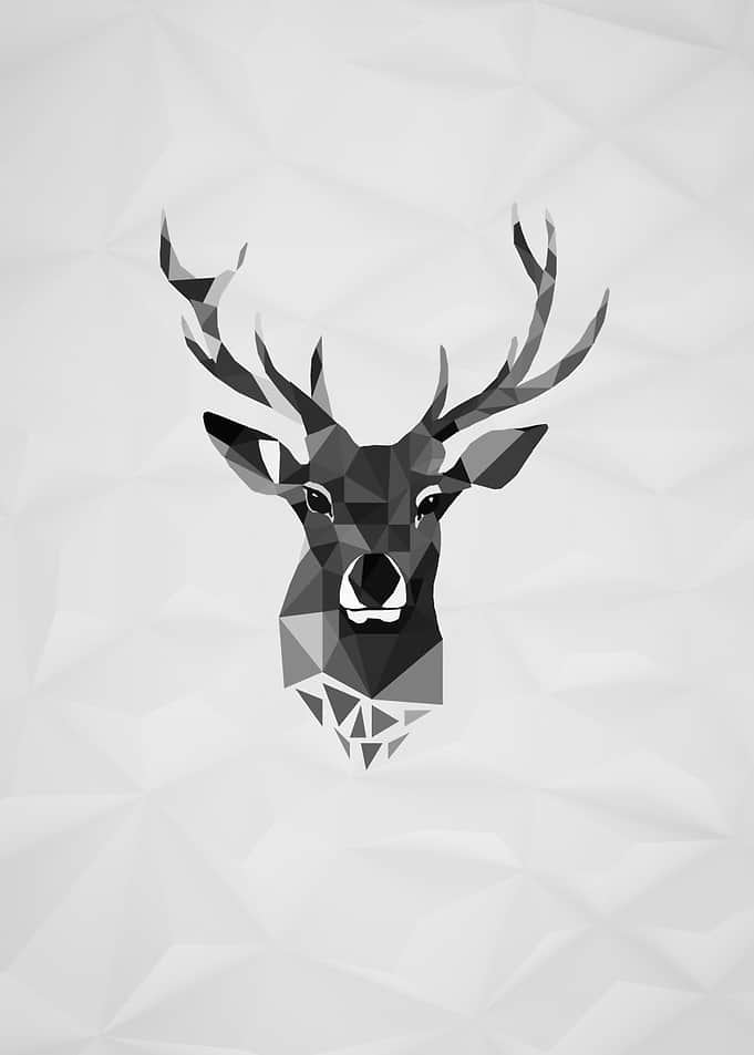 best animal