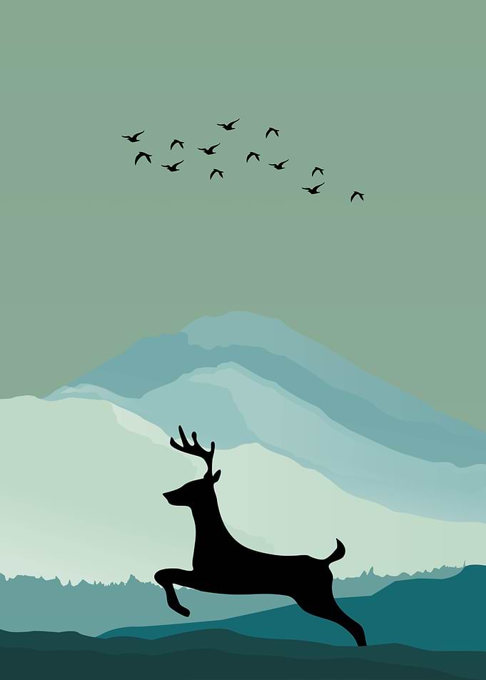 Deer Animal