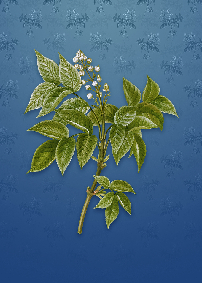 European Bladdernut