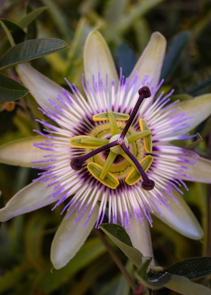Wild flower