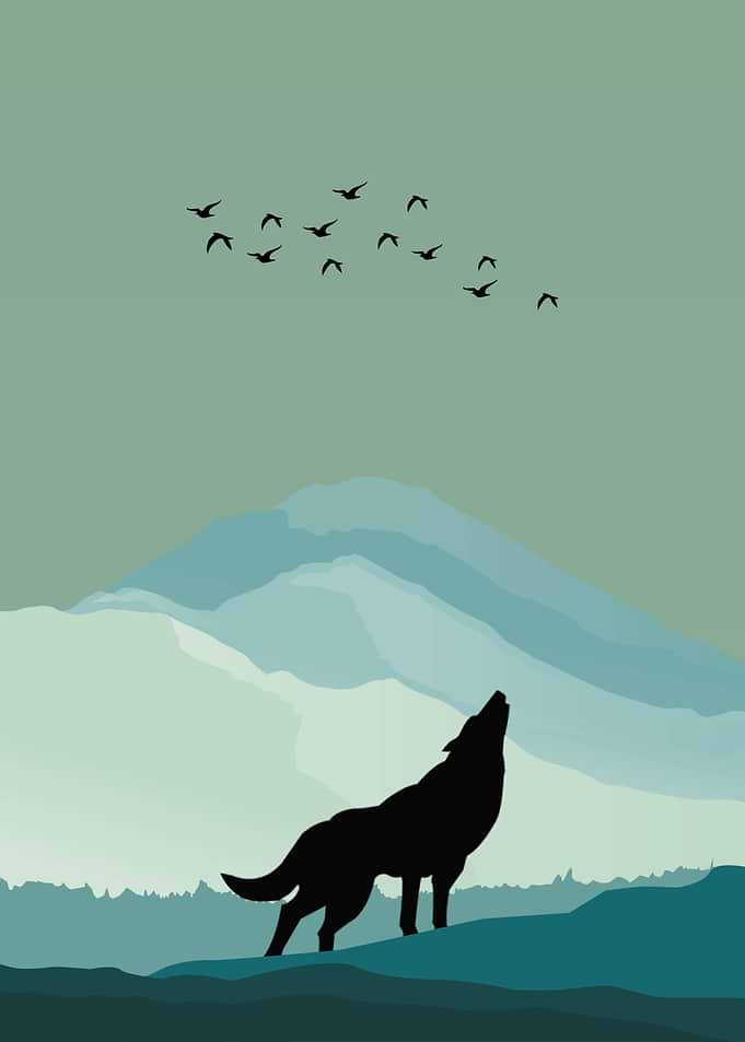 Wolf Animal