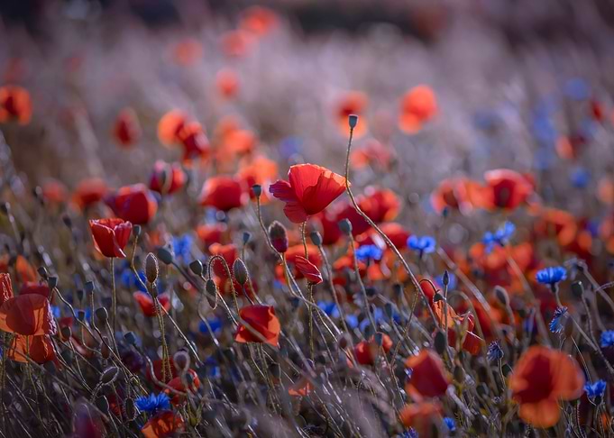 Red field poppies in glade