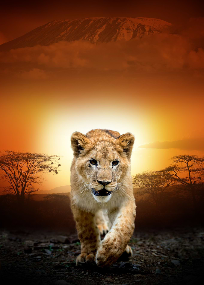 Lion cub