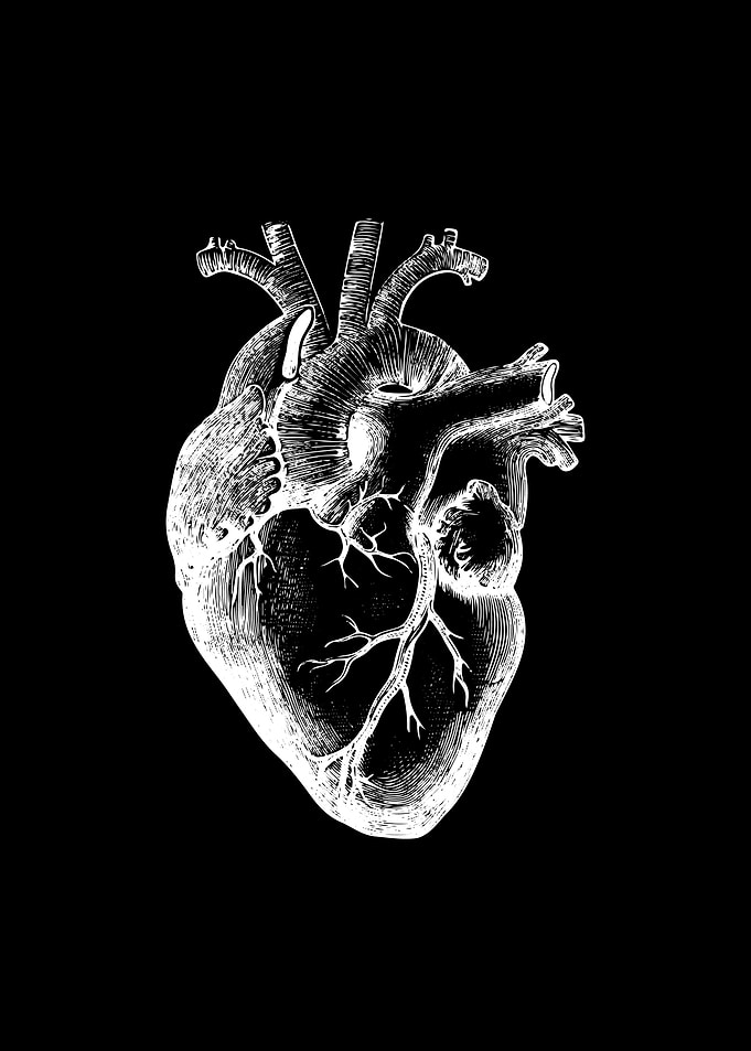 Human heart