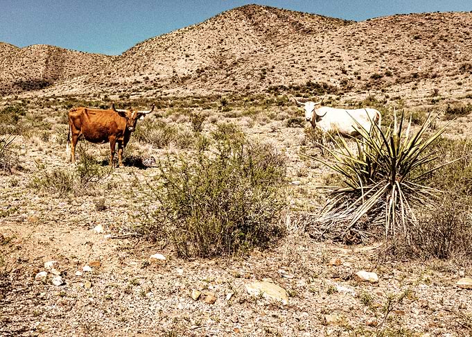 Criollo Cattle in Texas
