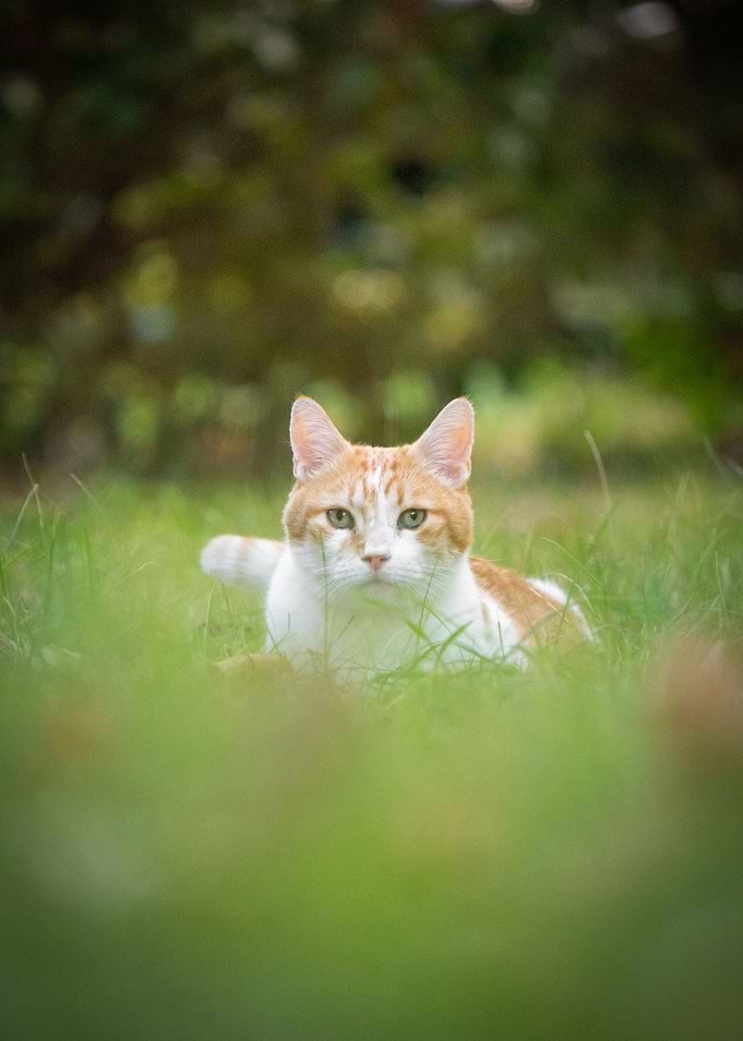 Cat Hidden in Grass