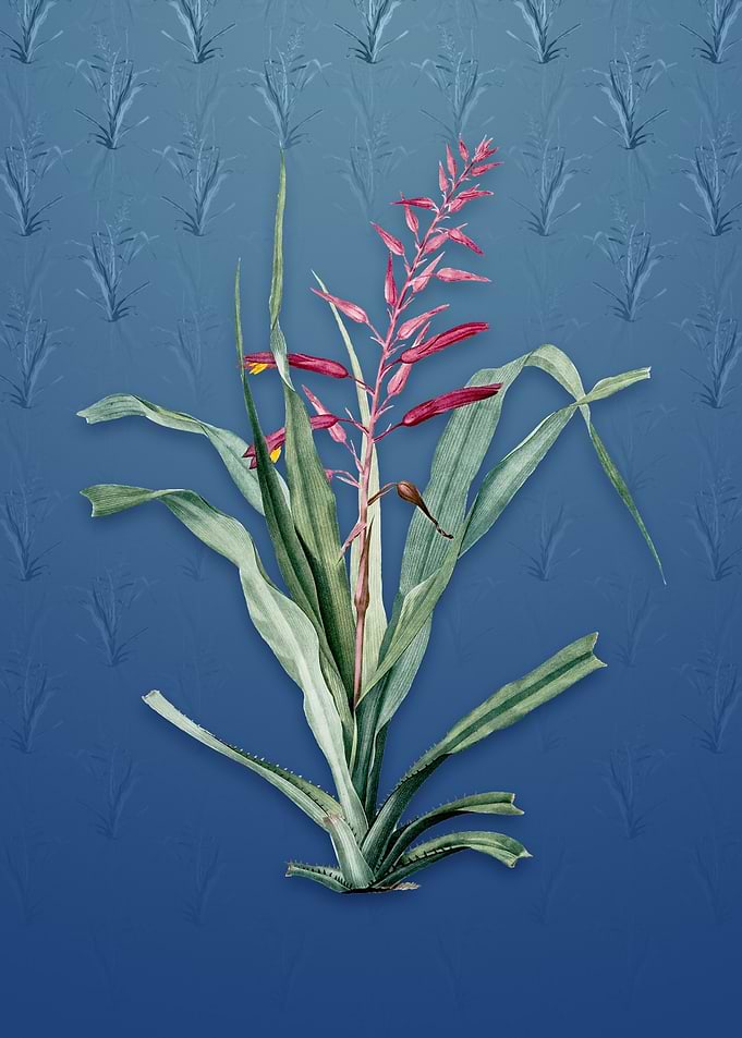 Pitcairnia Bromeliaefolia