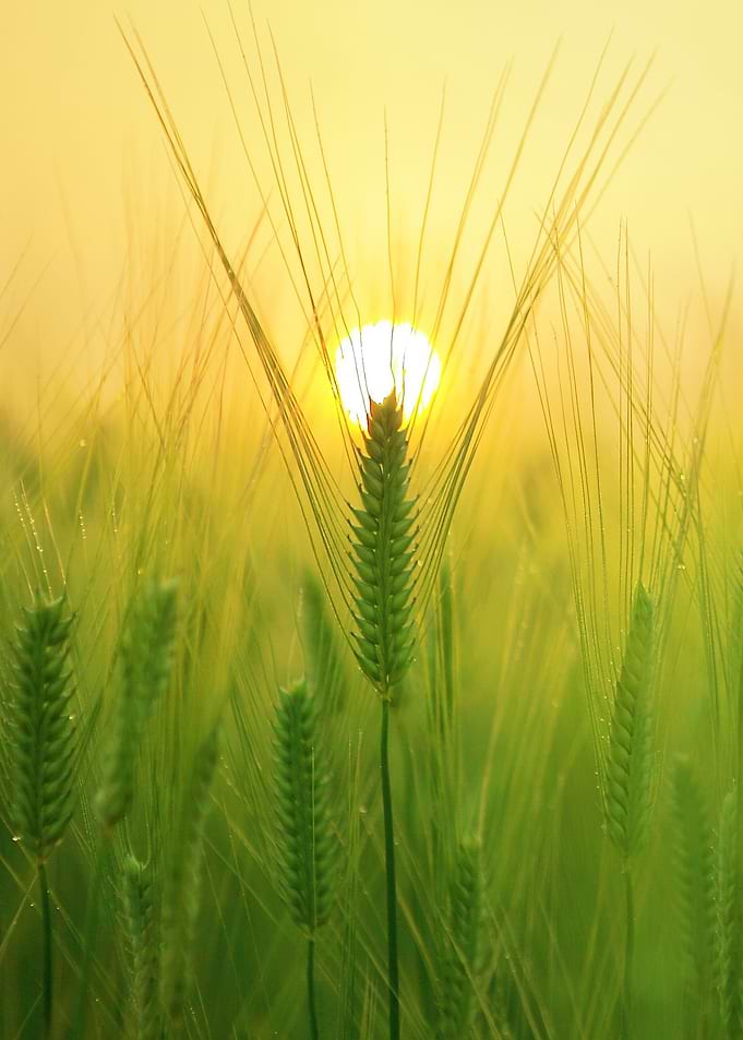 green wheat