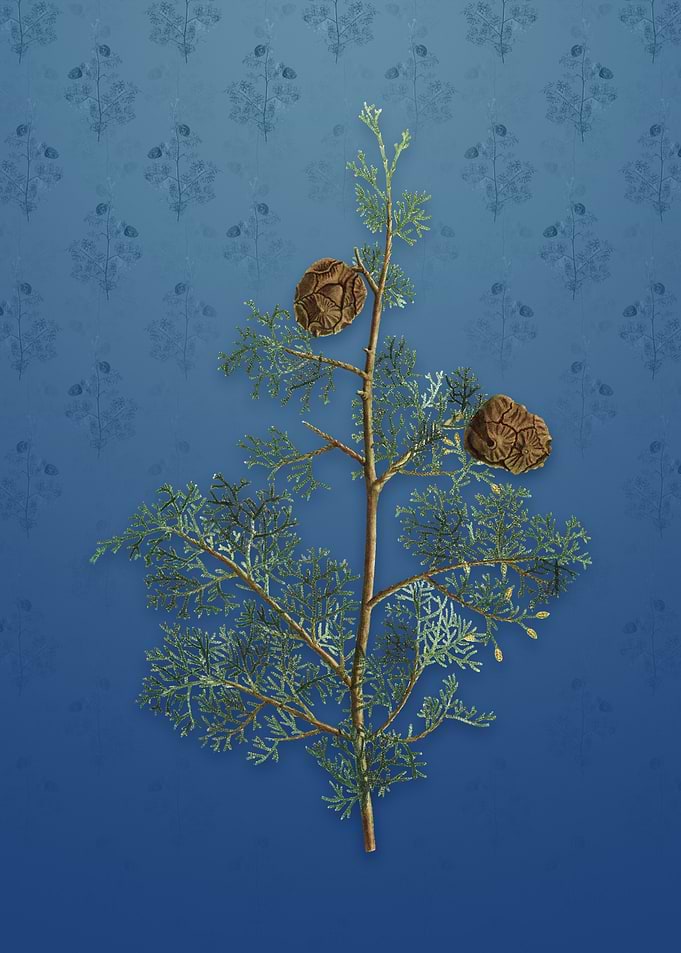 Mediterranean Cypress