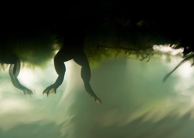 Frog Legs From Below