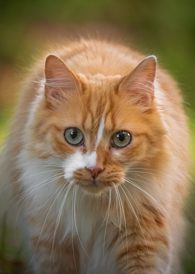 Front Face Kitty
