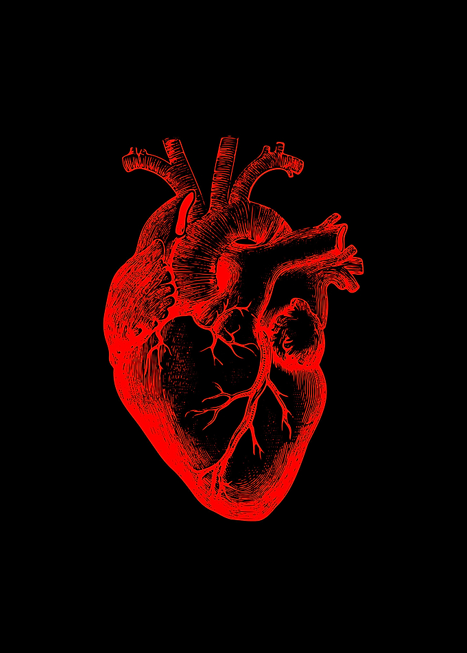 Human heart