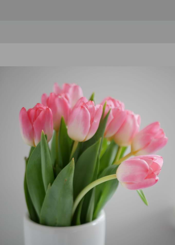 tulip spring