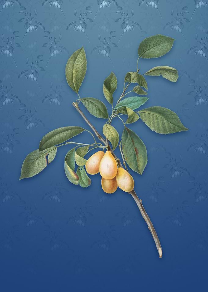 Plum on Bahama Blue